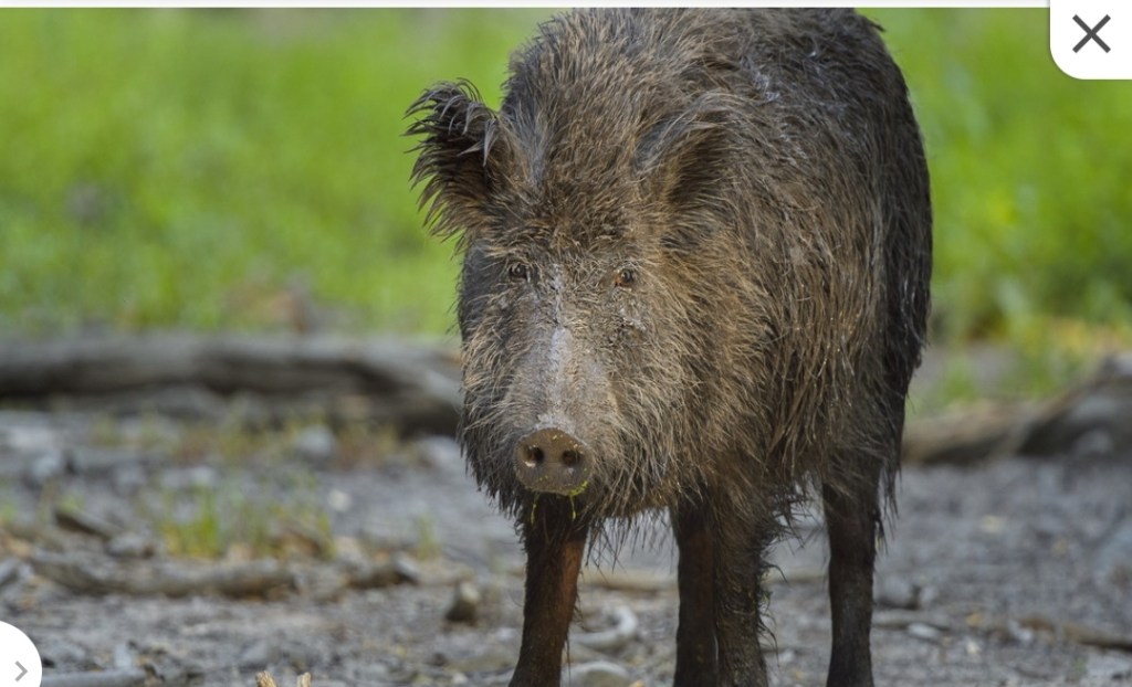 Salerno, hunter massacred by a wild boar: in what condition does he arrive in&nbsp;hospital