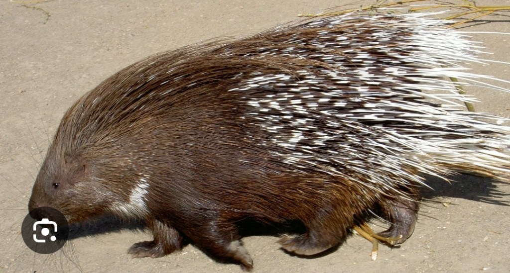 WHEN YOU KILLED PONKUPIN IN A DREAM&nbsp;MEANING